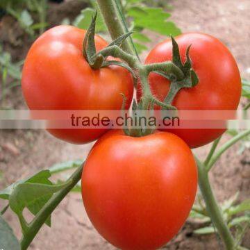 Hot Sale Chinese Vegetable Seeds High Yield Hybrid F1 Tomato Seeds For Sale