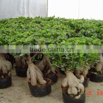 Ficus Bonsai Nursery Farms
