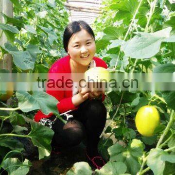 liquid Chitosan pesticide fertilizer