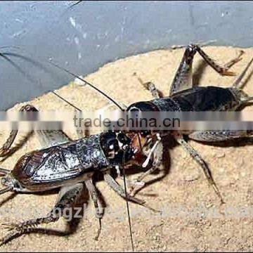 Microwave Dried Crickets For Insect Protein Material