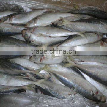 Sea Frozen Good Quality Horse Mackerel for Canning photo-2