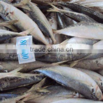 Frozen Whole Horse Mackerel Fish photo-3
