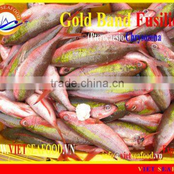 FROZEN GOLD BAND FUSILIER