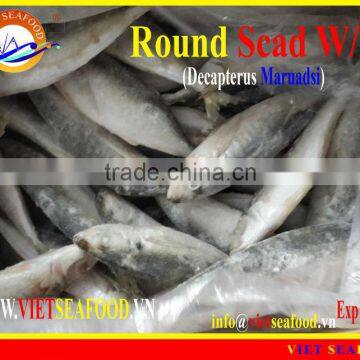 FROZEN ROUND SCAD WHOLE ROUND