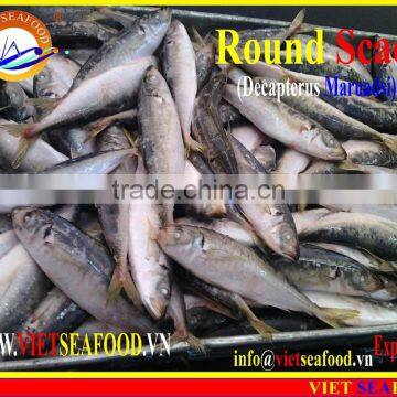 FROZEN WHOLE ROUND MARUADSI (ROUND SCAD) photo-5