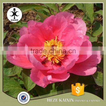 my Test Tree Peony Plant Root photo-5