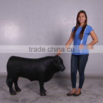 Definitive Angus Looking Right photo-6