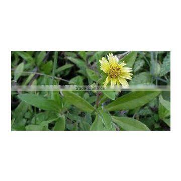 Superior Quality of Eclipta Alba