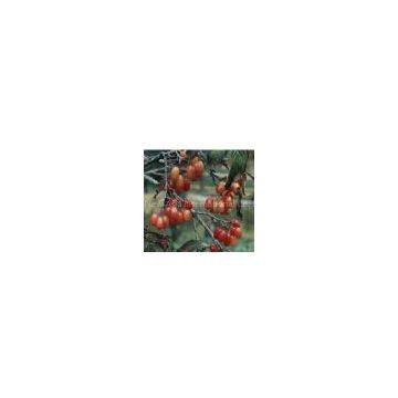 Asiatic Cornelian Cherry Fruit Extract/Cornus officinalis