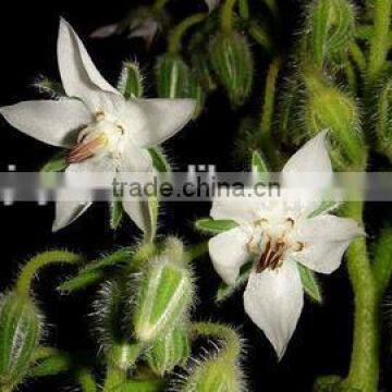 Hot Sale Organic Natural Borage Oil