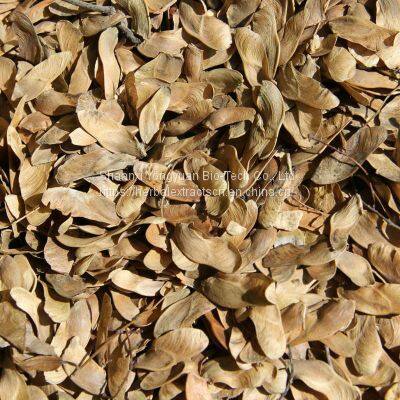 Acertruncatum kernel Extract Nervonic Acid 90% GC, CAS No.: 506-37-6, Acer Truncatum Powder, Yongyuan Bio