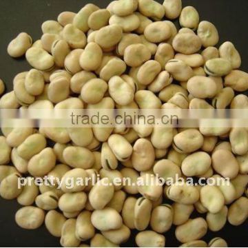 Broad bean Qinghai origin crop 2011