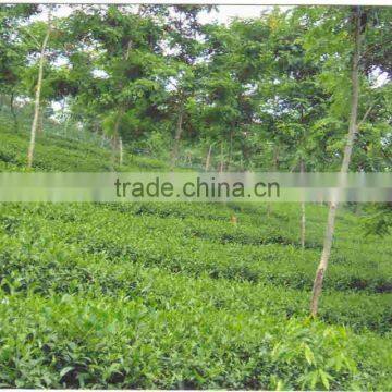 High Quality OTD & CTC Black Tea photo-4