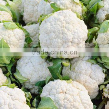 Cauliflower Type and Fresh Style cauliflower with high quality