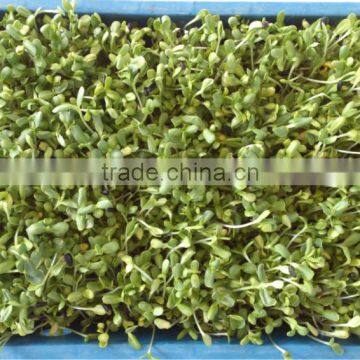 Automatic 100kg/day Barley Sprouting Machine photo-5