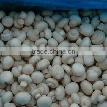 High Quality Frozen Mushroom Champignon