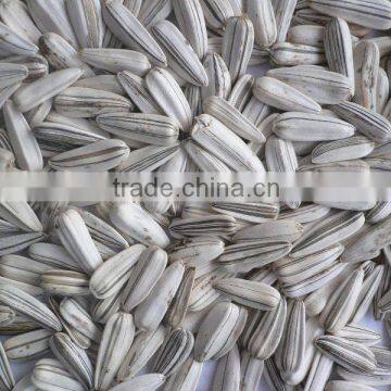 white sunflower seeds