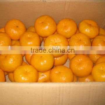 Fresh Baby Mandarin Orange Citrus Fruits