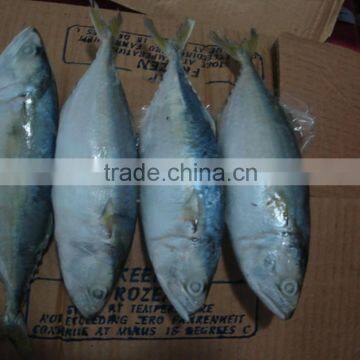 frozen indian mackerel competitive price