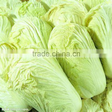 CHINESE FRESH GREEN CABBAGE FLAT TYPE LONG SHAPE photo-2