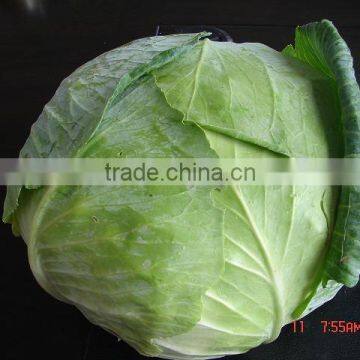 fresh chinese cabbage