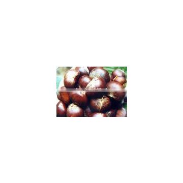 Chinese Chestnut