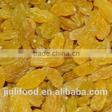 gold raisin with best price and sweet