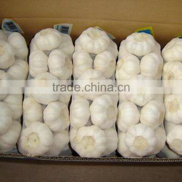 Chinese 2016 new crop garlic (4.5cm 5.0cm 5.5cm 6.0cm) normal/pure white garlic,mesh bag or carton packing