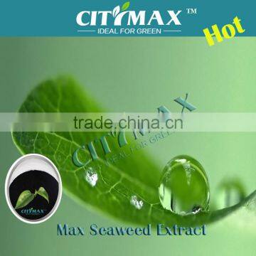 seaweed extract powder