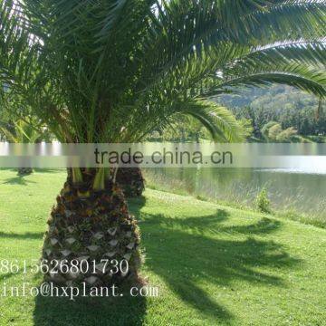 Artificial Cycas Revoluta Sago Cycas for Jurassic Period Dinosaur Hall