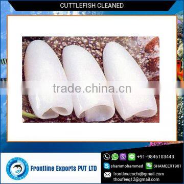 Best Quality Frozen Cuttlefish Whole Cleaned (HACCP Certified)