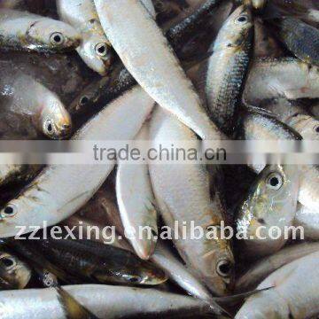 Frozen Whole Round Sardine for Bait photo-2