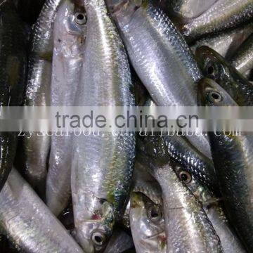 Fresh New Arrival Whole Round Frozen Sardine on Sale photo-2
