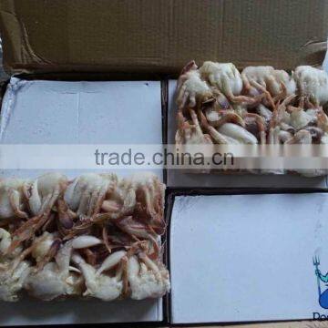 Frozen Sand Crab(Ovalipes Punctatus) 2017 New Landing photo-4