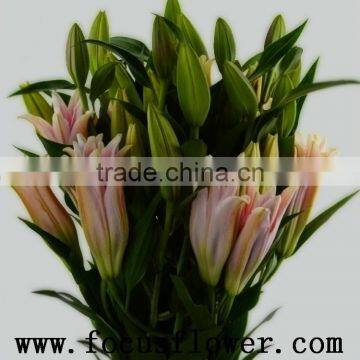 Fragrant aroma crazy selling high quality white lily flowers painting calla lily stems sorbonne lile from rolane