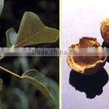 Terminalia Chebula photo-3