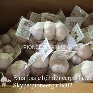 Jinxiang Shandong Fresh Normal White Garlic 5cm Small Packing in Carton Box