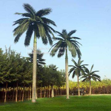 Artificial Royal Coco Palm photo-2