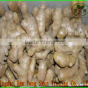 SHANDONG Fresh Ginger, Air Dry Ginger photo-2