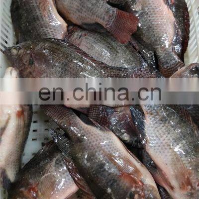 China Tilapia Fish Frozen Tilapia Fish Oreochromis Niloticus