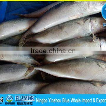 frozen mackerel big size 400-600g