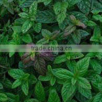 5ml Wild Mint Oil