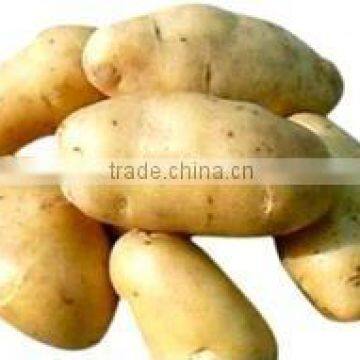 Hot Sale Automatic Extrusion Machines for Fresh Potato Chips photo-5