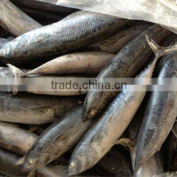 Fishing 6-8pcs/kg Fresh Boat Frozen Bonito photo-3
