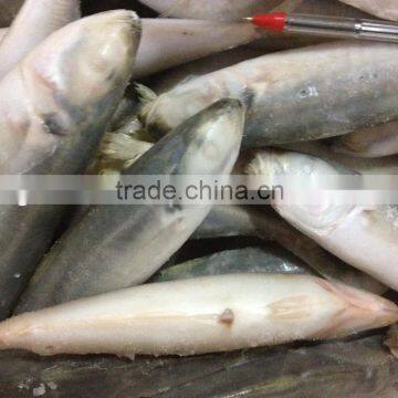 2016 Newly fish IQF round scad fish 8-10pcs/kg whole round