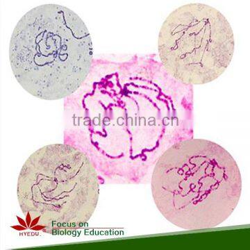 Chromosome prepared slides from Genetics