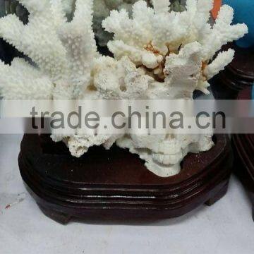 Natural Rock Quartz Mineral Specimens Cluster Crystal Coral for Sale for Decoration photo-2