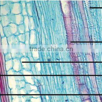 Junior Student Learning Human Histology Slides photo-5