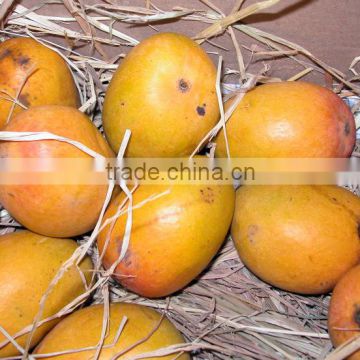 Fresh Indian Mangoes