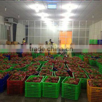 Dragon Fruit photo-4